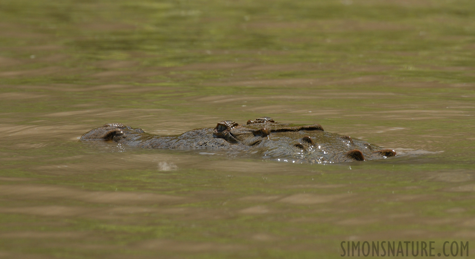 Crocodylus acutus [400 mm, 1/250 Sek. bei f / 10, ISO 200]